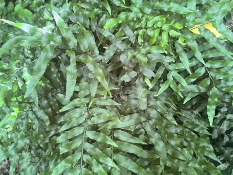 Arthropteris