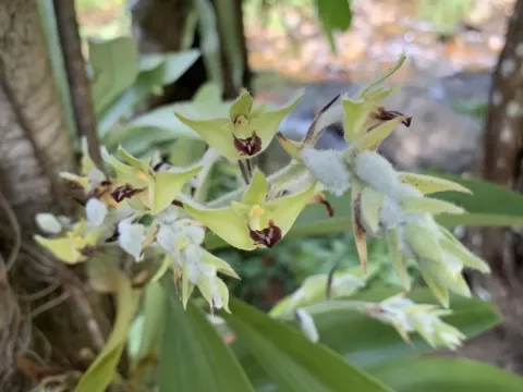 Dendrolirium