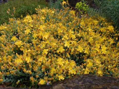 Many-leaved St. John's wort