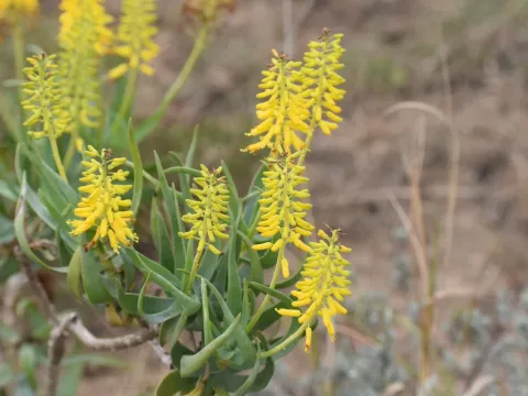 Aloe tenuior
