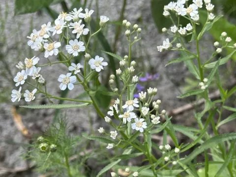Achillea salicifolia