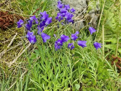 Campanula serrata