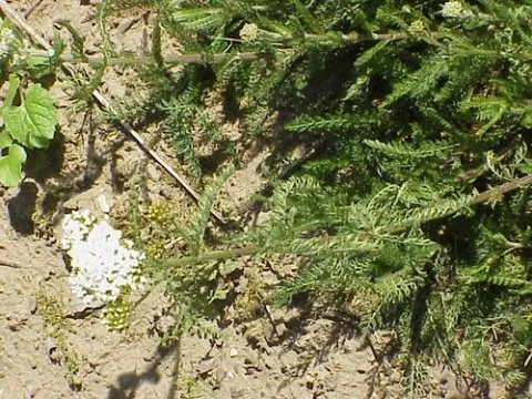 Achillea membranacea