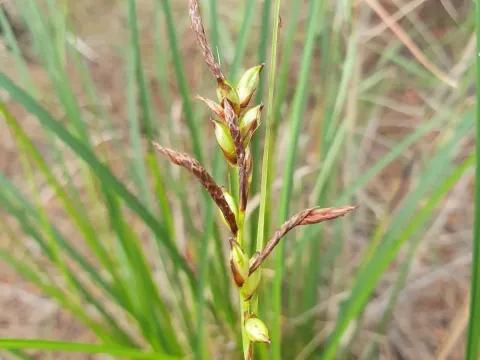 Carex illegitima
