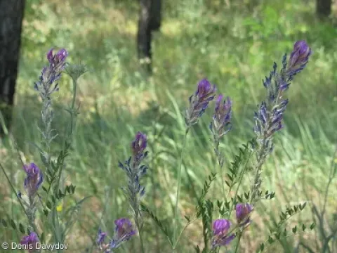 Variable milkvetch