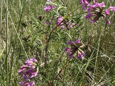 Astragalus cornutus