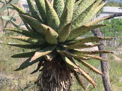 Aloe spectabilis