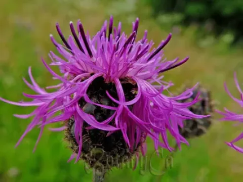 Cyanus pinnatifidus