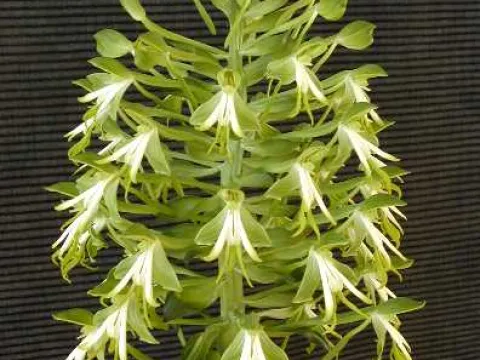 Bonatea