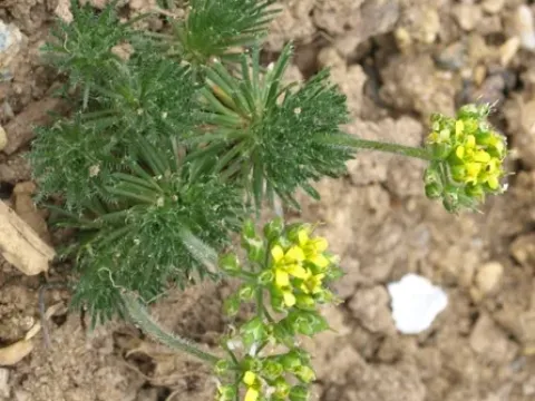 Draba compacta