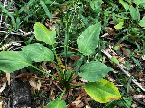 Alisma