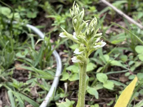 Cyclopogon