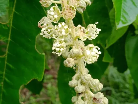 Croton floribundus