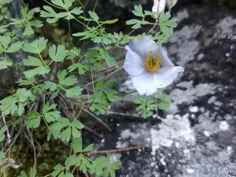Paraquilegia