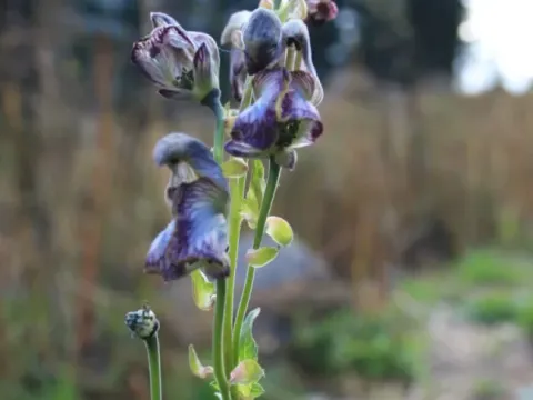 Aconitum heterophyllum