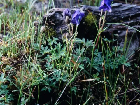 Aconitum hookeri