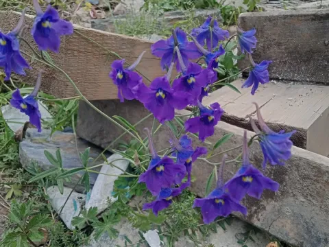 Delphinium kamaonense