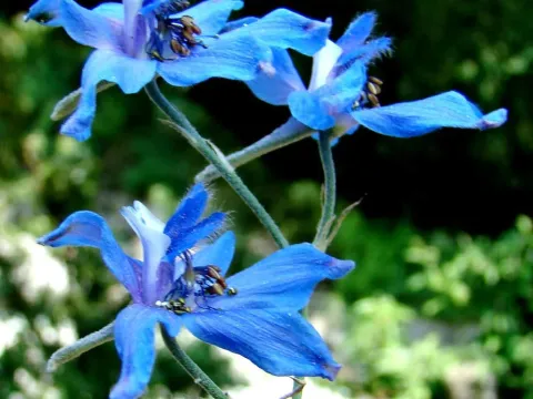 Royle's Larkspur