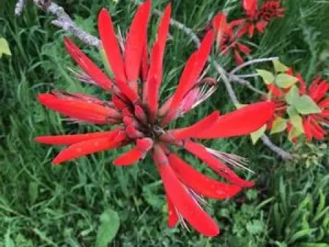 Erythrina burttii