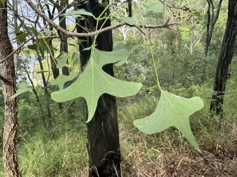 Bat wing coral tree