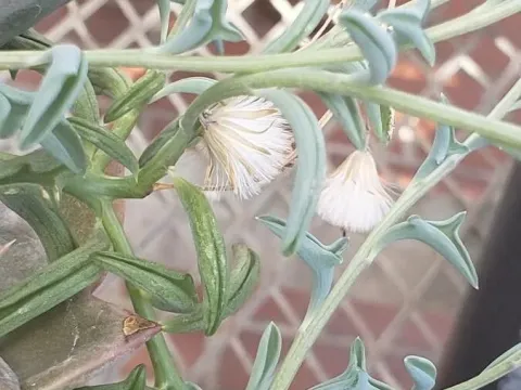 Dendrophorbium