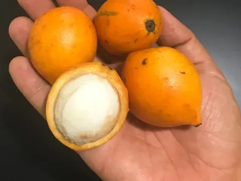 Brazilian Garcinia
