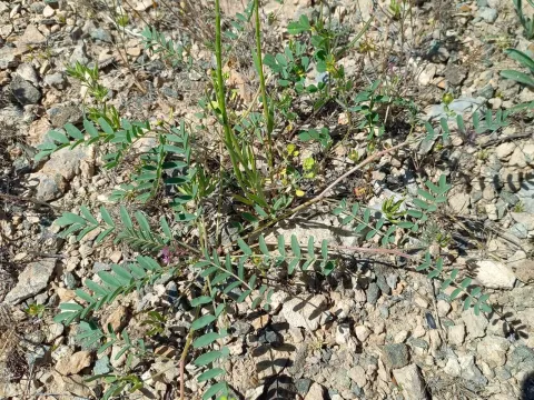 Astragalus oxyglottis