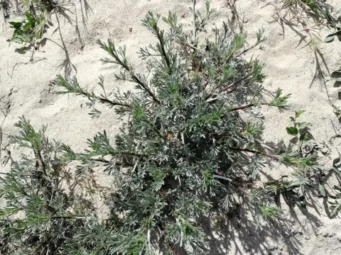 Sand wormwood