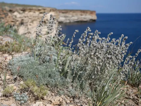 Alpine wormwood