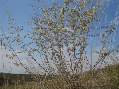 Nodding sagebrush