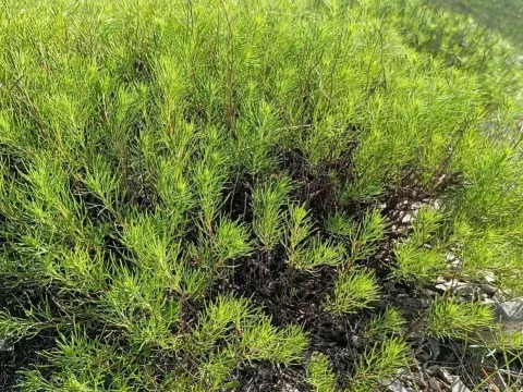 Salt-marsh wormwood