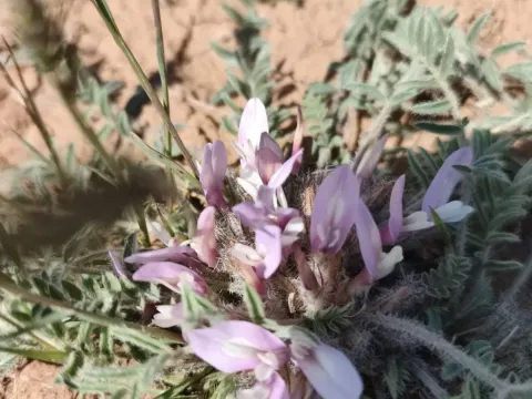Long-leaved milkvetch