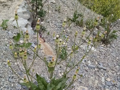 Alpine hawksbeard