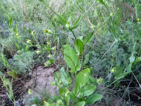 Колючеголовник