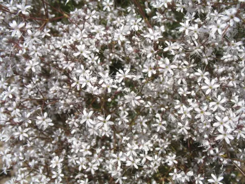 Acanthophyllum