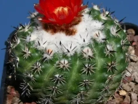 Bolivicactus