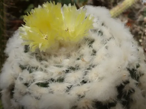 Wigginsia