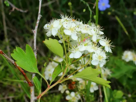 Meyer's Hawthorn