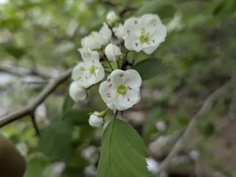 Scarlet hawthorn