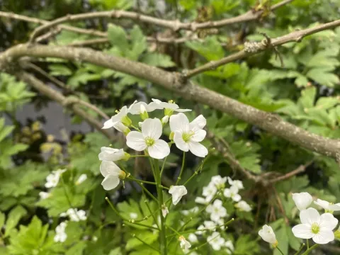 Cardamine tenera