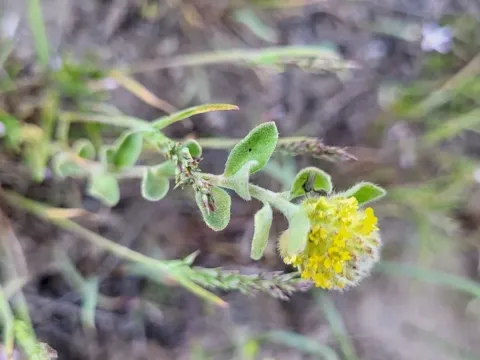 Alyssum dasycarpum