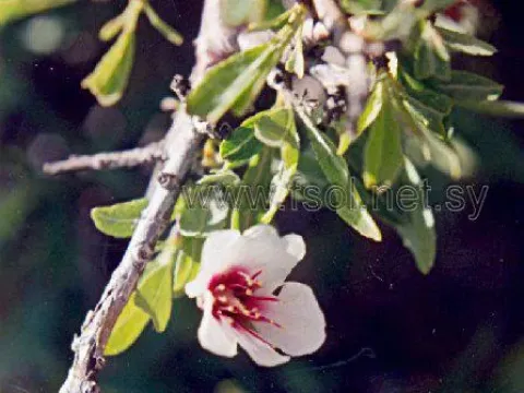 Korshinsky almond