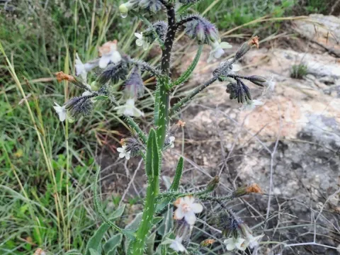 Anchusa strigosa