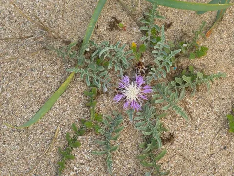 Centaurea pumilio