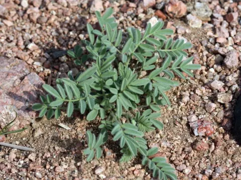 Astragalus eremophilus