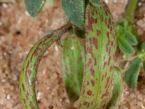 Astragalus annularis