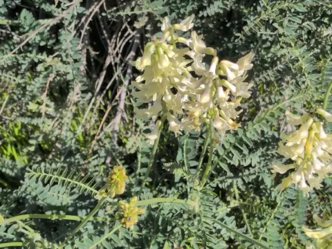 Astracantha