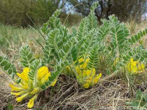 Goat milkvetch