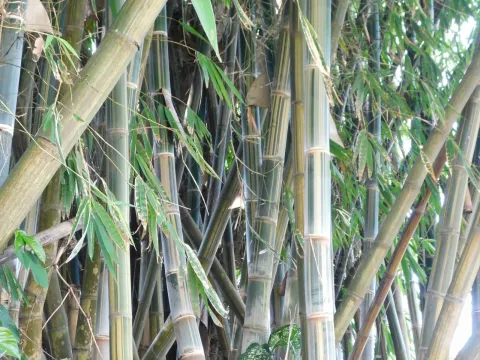 Gigantochloa