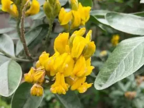Ammopiptanthus